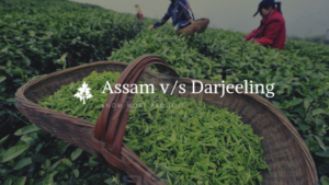 Know Your Tea Assam vs Darjeeling