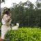 Assam Budget: No tax on green tea, incentive for orthodox variety 