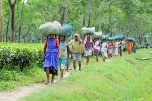 Workers at Assams tea plantations Wikimedia commons resize