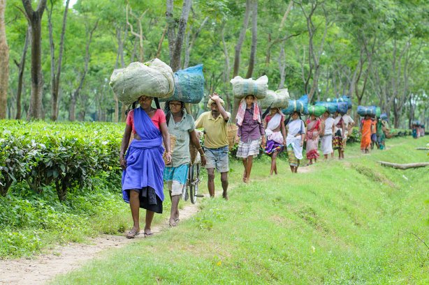 Workers at Assams tea plantations Wikimedia commons resize